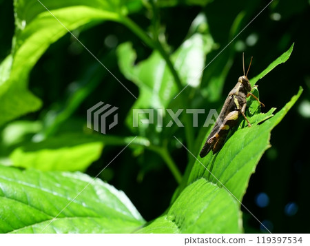 Bombay locust ( Patanga succincta ) is biting and eating green leaf on tree plant, Grasshopper as agricultural pest Bombay locust ( Patanga succincta ) is biting and eating green leaf on tree plant, Grasshopper as agricultural pest 119397534