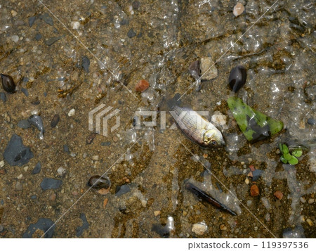 Blackchin tilapia fish in clear flowing water, Alien species of fish in Thailand 119397536