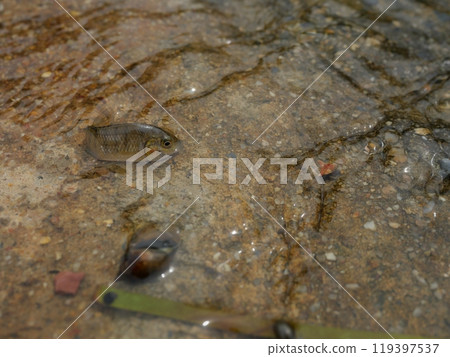Blackchin tilapia fish in clear flowing water, Alien species of fish in Thailand 119397537