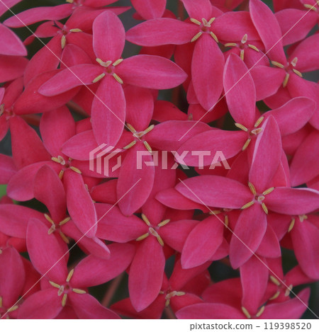 Ixora/Dragon Boat Flower/Red Hydrangea-Background Image 119398520