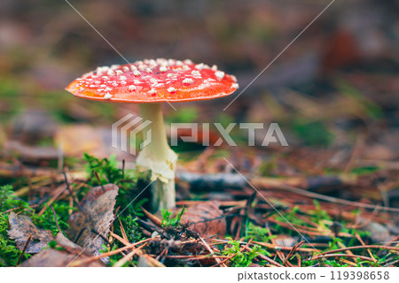 Mature Amanita Muscaria, Known as the Fly Agaric or Fly Amanita Mature Amanita Muscaria, Known as the Fly Agaric or Fly Amanita 119398658