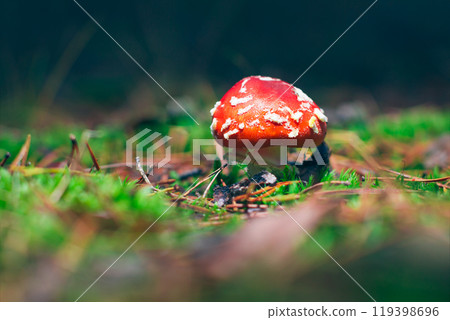Young Amanita Muscaria, Known as the Fly Agaric or Fly Amanita Young Amanita Muscaria, Known as the Fly Agaric or Fly Amanita 119398696