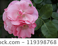 Beautiful pink roses and stink bugs 119398768