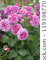 Beautiful and blooming pink roses 119398770