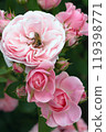 Three beautifully blooming pink roses and a bee 119398771