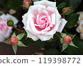 Beautiful pink roses and buds 119398772