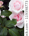 Beautiful and pretty pink roses 119398773