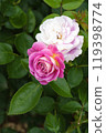Beautifully blooming pink roses 119398774