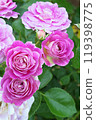 Beautiful and blooming pink roses 119398775