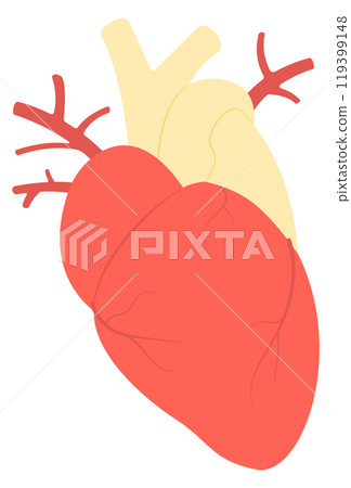 Human heart color icon. Anatomy medical illustration Human heart color icon. Anatomy medical illustration 119399148