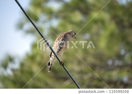 The red-shouldered hawk bird perching on electric cable looking for prey to hunt The red-shouldered hawk bird perching on electric cable looking for prey to hunt 119399208
