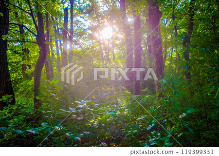 清晨的森林道路，樹林在早晨的陽光下變綠 119399331