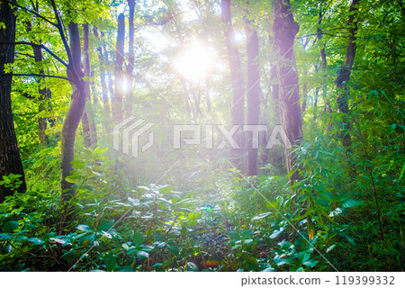清晨的森林道路，樹林在早晨的陽光下變綠 119399332