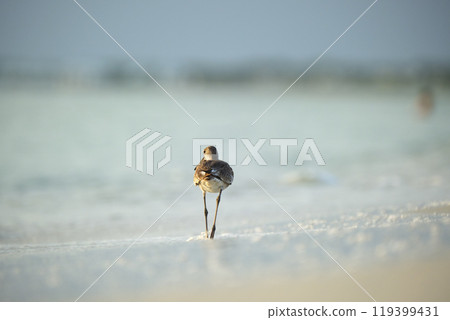 Large-Billed Dowitcher wild sea bird looking for food on seaside in summer 119399431