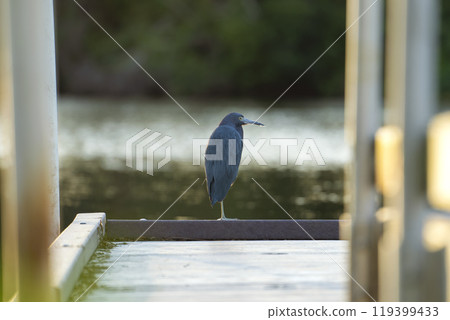 Little blue heron bird perching near lake water in Florida wetland Little blue heron bird perching near lake water in Florida wetland 119399433