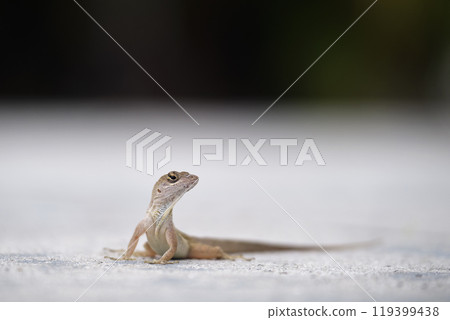 Macro closeup of blown alone lizard warming on summer sun. Anolis sagrei small reptile in native to Florida USA 119399438