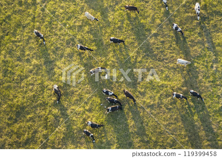Organic milk and beef production. Free range cows grazing on green farm pasture. Feeding of cattle on farmland grassland 119399458