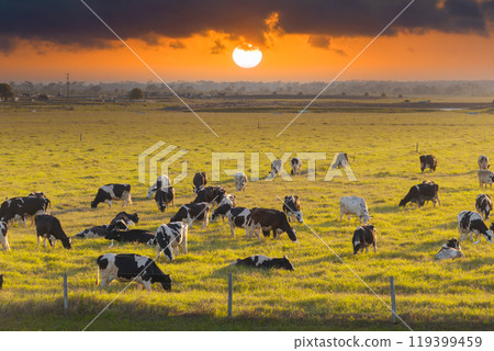 Organic milk and beef production. Free range cows grazing on green farm pasture. Feeding of cattle on farmland grassland Organic milk and beef production. Free range cows grazing on green farm pasture. Feeding of cattle on farmland grassland 119399459