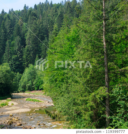 Mountain river, coniferous forest - summer landscape. Mountain river, coniferous forest - summer landscape. 119399777
