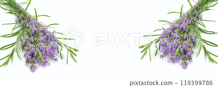 Bouquet of lavender flowers isolated on white. Collage. Free space for text. Wide photo. Bouquet of lavender flowers isolated on white. Collage. Free space for text. Wide photo. 119399786