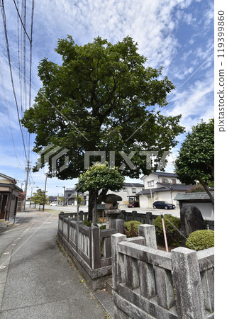 [City-designated cultural property] Sanbon Kaki (Kurobe City, Toyama Prefecture) 119399860