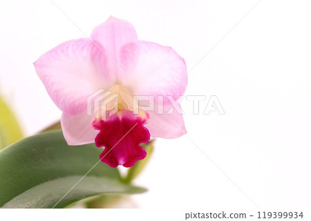粉紅色的卡特蘭，皺褶的嘴唇是深紅色，明亮的背景 119399934
