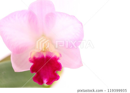 粉紅色的卡特蘭，皺褶的嘴唇是深紅色，明亮的背景 119399935