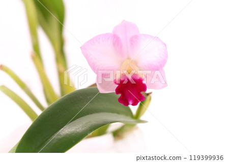 粉紅色的卡特蘭，皺褶的嘴唇是深紅色，明亮的背景 119399936
