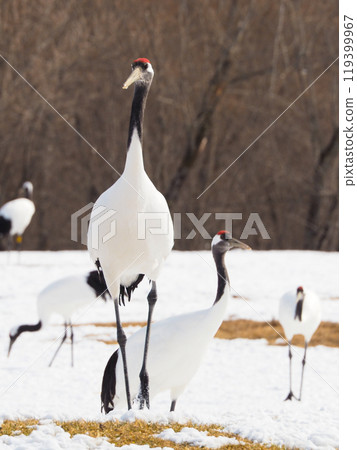 阿寒國際鶴中心的丹頂鶴啄食 119399967