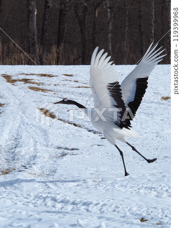 阿寒國際鶴中心的丹頂鶴啄食 119399968