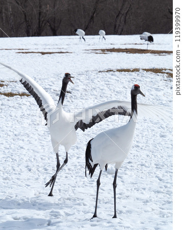 阿寒國際鶴中心的丹頂鶴啄食 119399970
