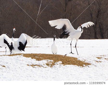 阿寒國際鶴中心的丹頂鶴啄食 119399974