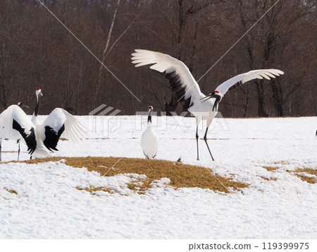 阿寒國際鶴中心的丹頂鶴啄食 阿寒國際鶴中心的丹頂鶴啄食 119399975