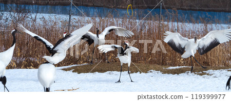 阿寒國際鶴中心的丹頂鶴啄食 119399977