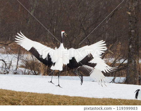 A red-crowned crane pecking at food at Akan International Crane Center Gurusu A red-crowned crane pecking at food at Akan International Crane Center Gurusu 119399983