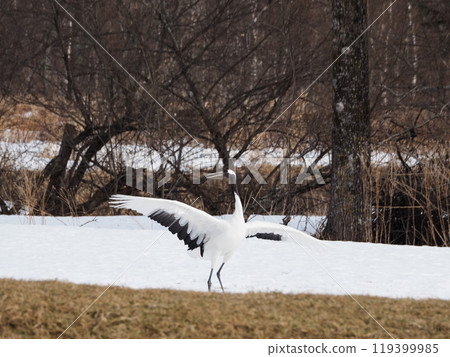 阿寒國際鶴中心的丹頂鶴啄食 119399985