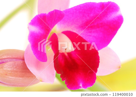 粉紅色卡特蘭特特寫明亮的背景 粉紅色卡特蘭特特寫明亮的背景 119400010