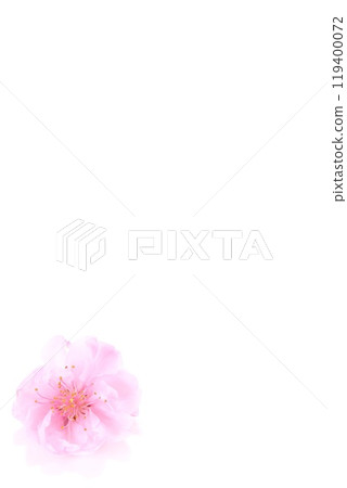 背景素材 單桃花 雙粉紅花 亮麗背景 背景素材 單桃花 雙粉紅花 亮麗背景 119400072