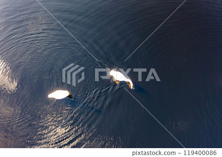 Aerial view of white swan family on a lake during a beautiful winter day Aerial view of white swan family on a lake during a beautiful winter day 119400086