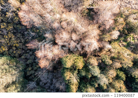 Overhead aerial view of natural forest in a peat bog 119400087