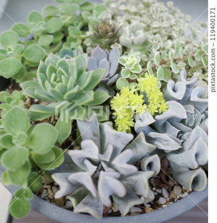 Colorful potted plants in a group of succulents 119400171
