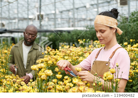 Side view portrait of Caucasian young woman working as female gardener in flower plantation and cutting yellow flowers in industrial glass greenhouse copy space Side view portrait of Caucasian young woman working as female gardener in flower plantation and cutting yellow flowers in industrial glass greenhouse copy space 119400482