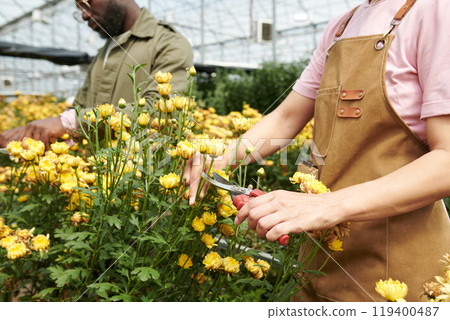 Side view cropped shot of young woman working as female gardener and cutting yellow flowers in glass greenhouse copy space 119400487