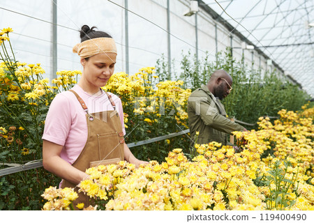 Waist up portrait of smiling young woman as female gardener caring for yellow flowers while working in glass greenhouse plantation copy space 119400490