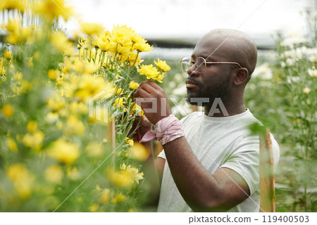 Side view portrait of adult African American man caring for dainty yellow flowers at flower plantation in glass greenhouse 119400503