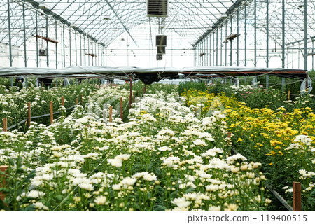 Background image of industrial size glasshouse as flower plantation with blooming yellow and white flowers copy space Background image of industrial size glasshouse as flower plantation with blooming yellow and white flowers copy space 119400515