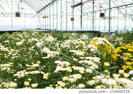 Industrial flower plantation glasshouse with blooming white and yellow flowers copy space Industrial flower plantation glasshouse with blooming white and yellow flowers copy space 119400516