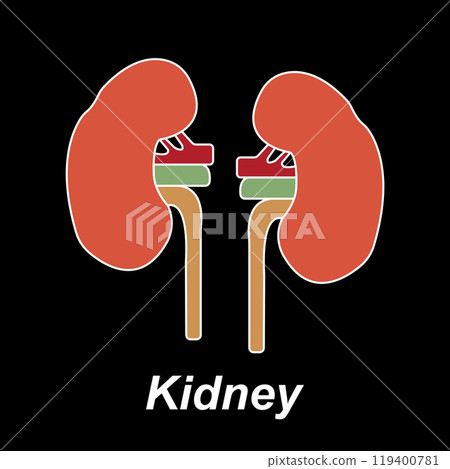 Kidney icon 119400781
