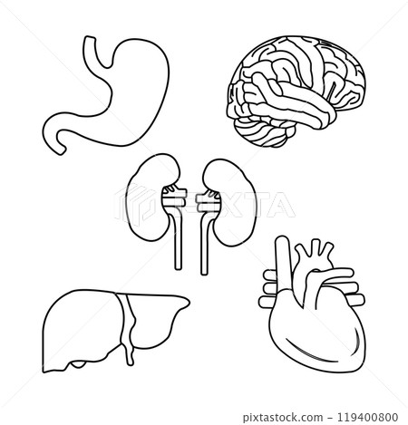 Human organs icon 119400800