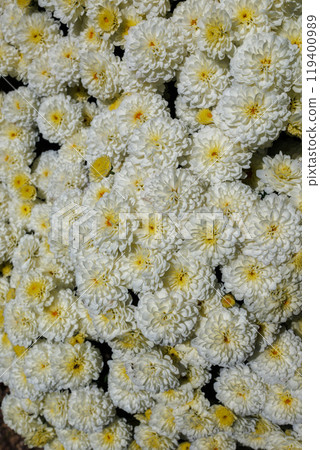 Small white dahlia Small white dahlia 119400989